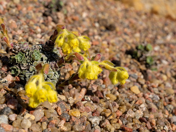 Камнеломка жёлто-зелёная - Saxifraga luteo-viridis