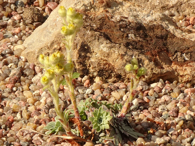 Камнеломка щитковидная - Saxifraga corymbosa