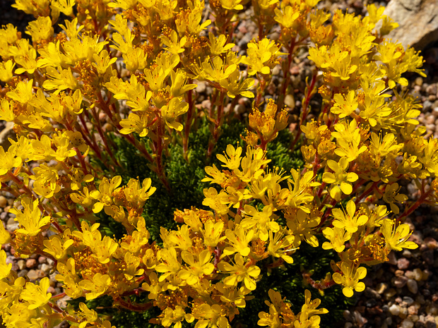 Камнеломка x Эудокса - Saxifraga x eudoxiana