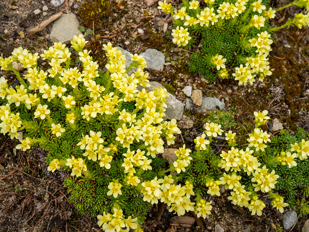 Камнеломка x короткоостроконечная 'Жгучий' - Saxifraga x apiculata 'Pungens'