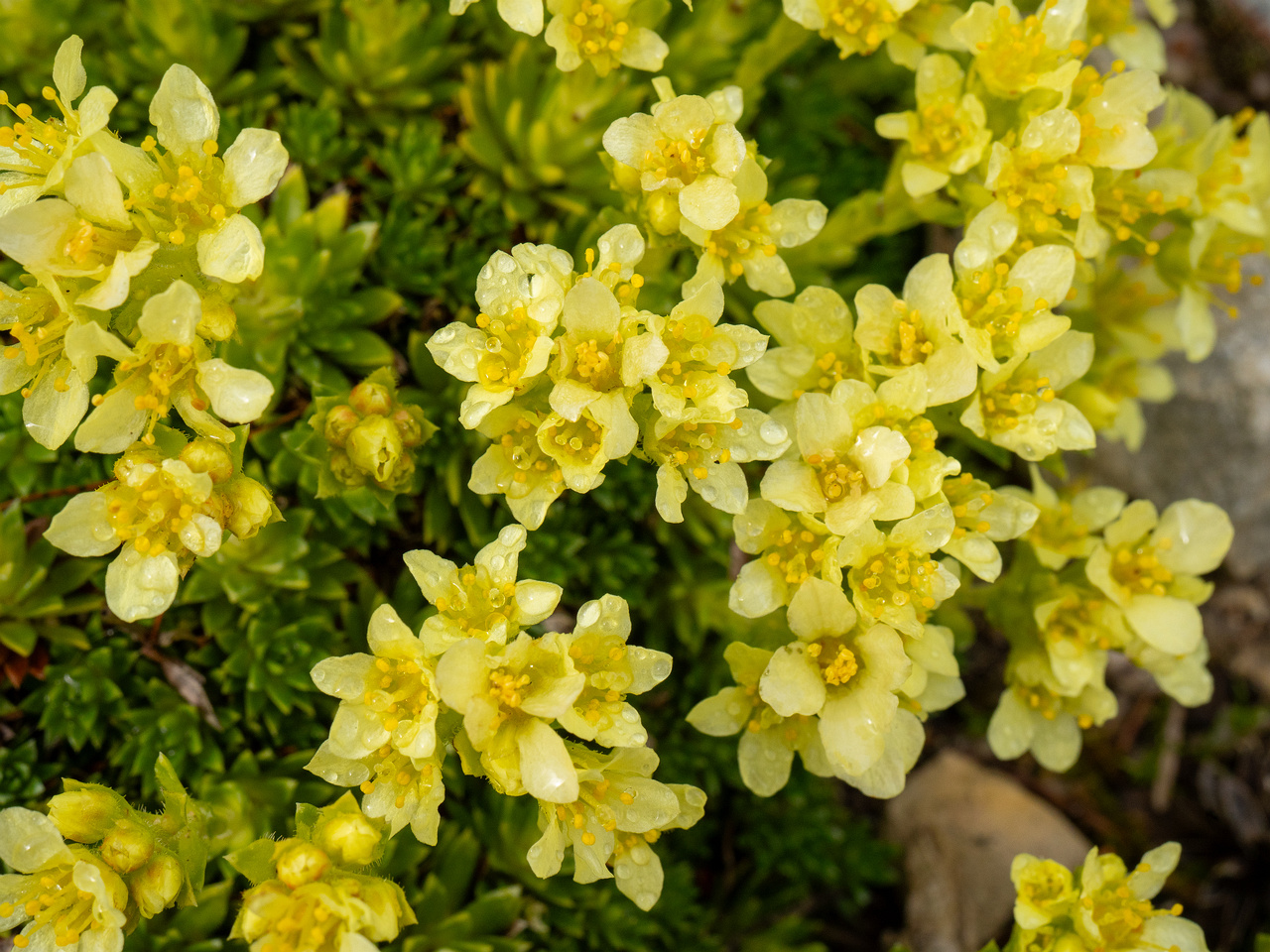 _tallinn-botanical-garden-64