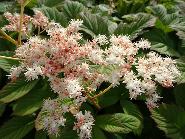 Роджерсия перистая 'Превосходная' - Rodgersia pinnata 'Superba'