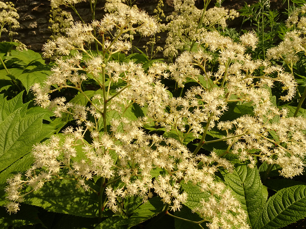 Роджерсия стополистная - Rodgersia podophylla