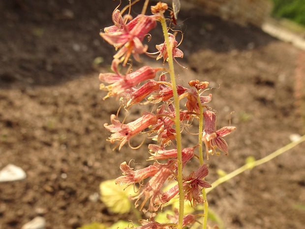 Толмия Мензиса - Tolmiea menziesii