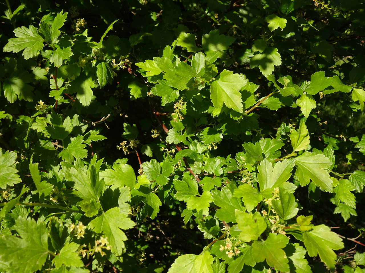 DSC02616