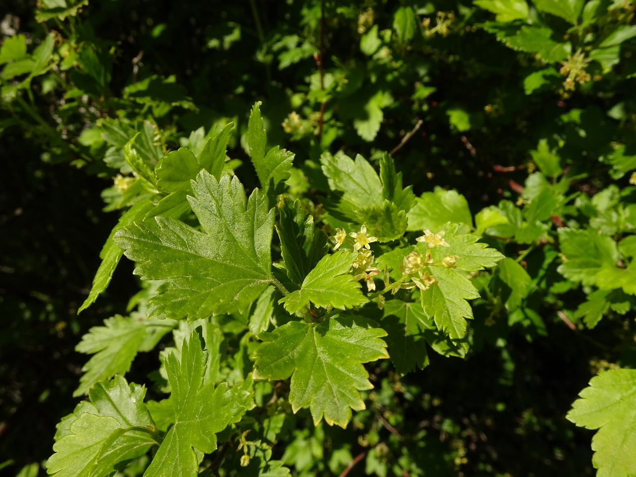 DSC02619