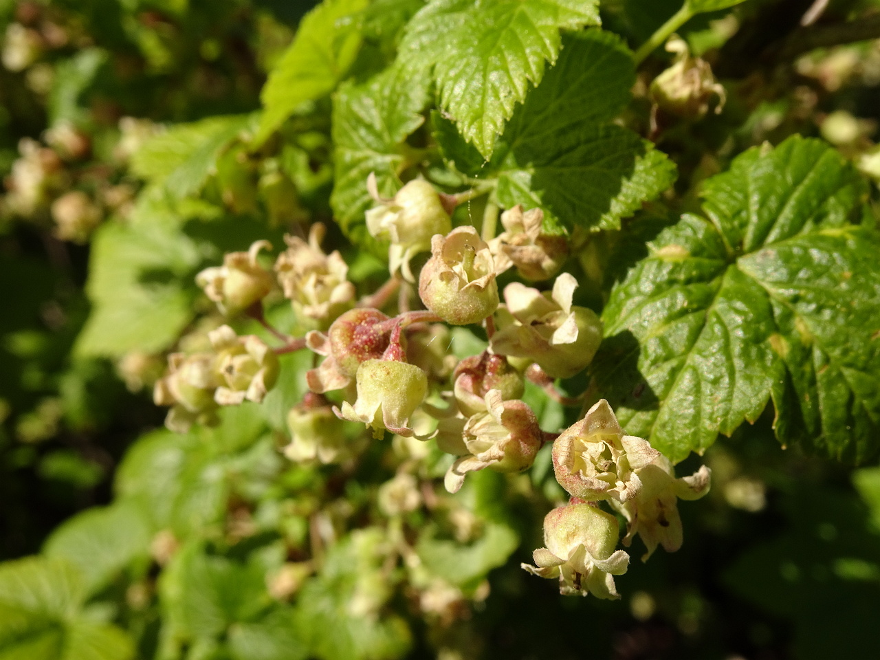 0DSC02652