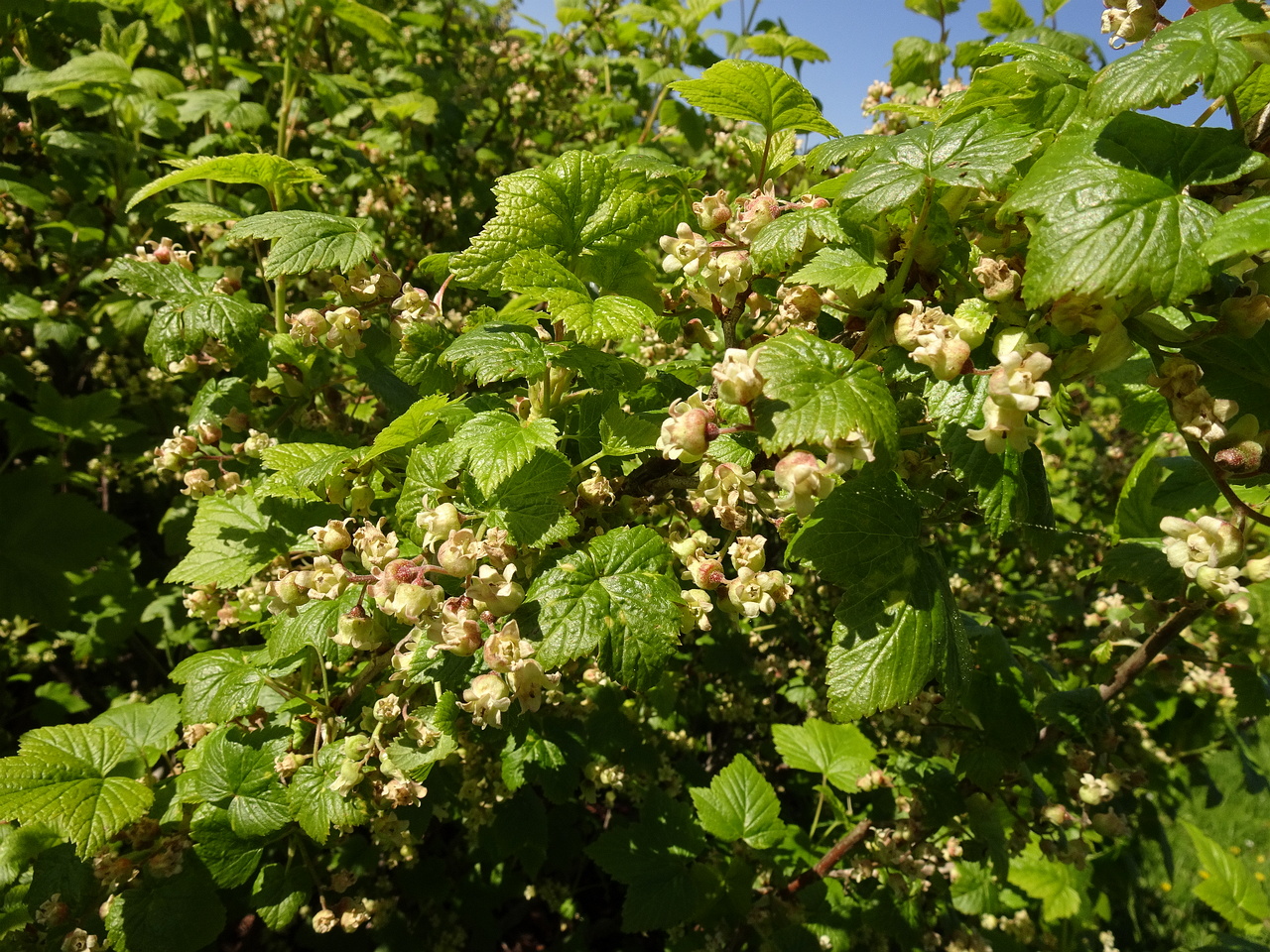 DSC02650