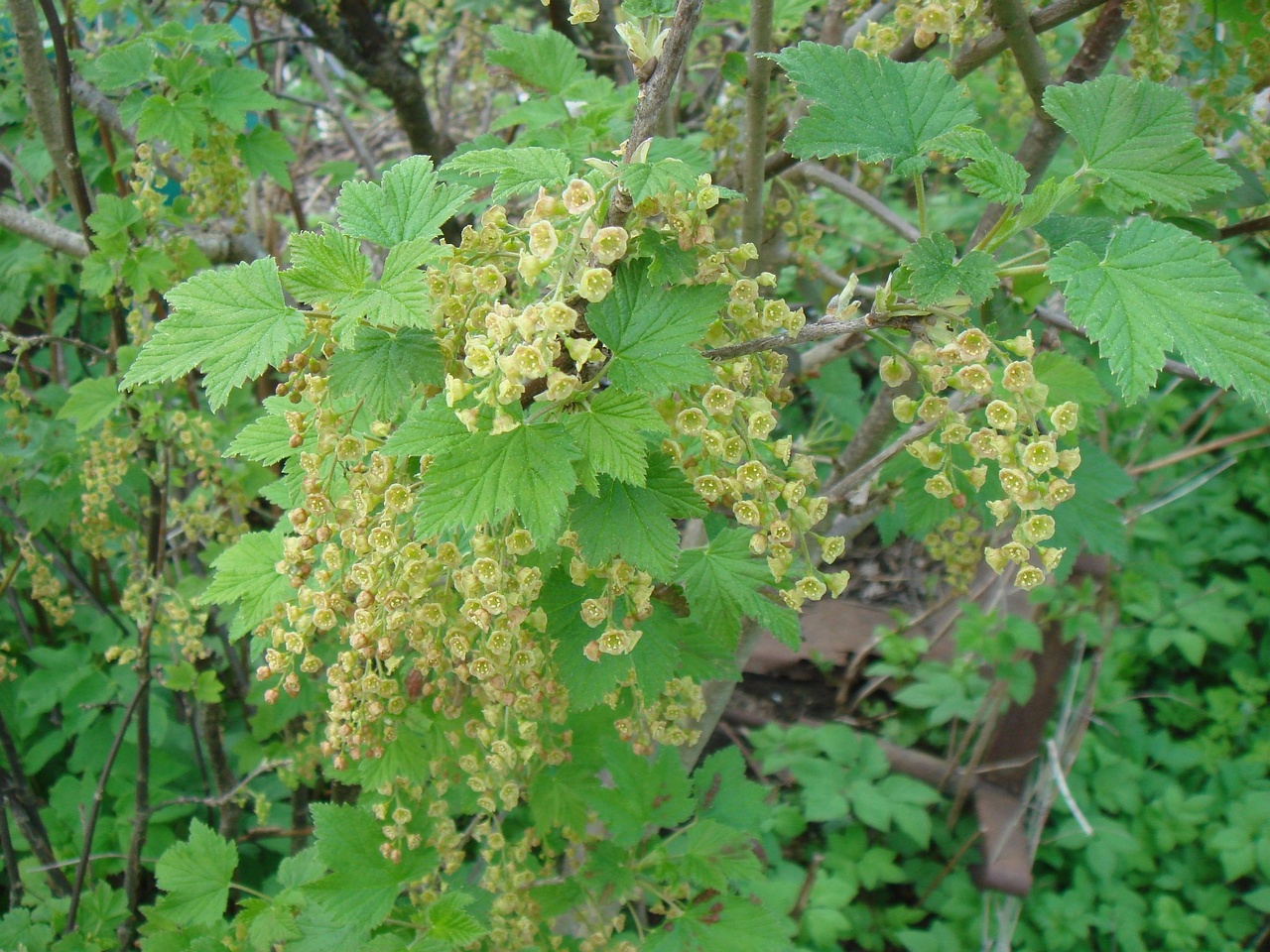 DSC00522