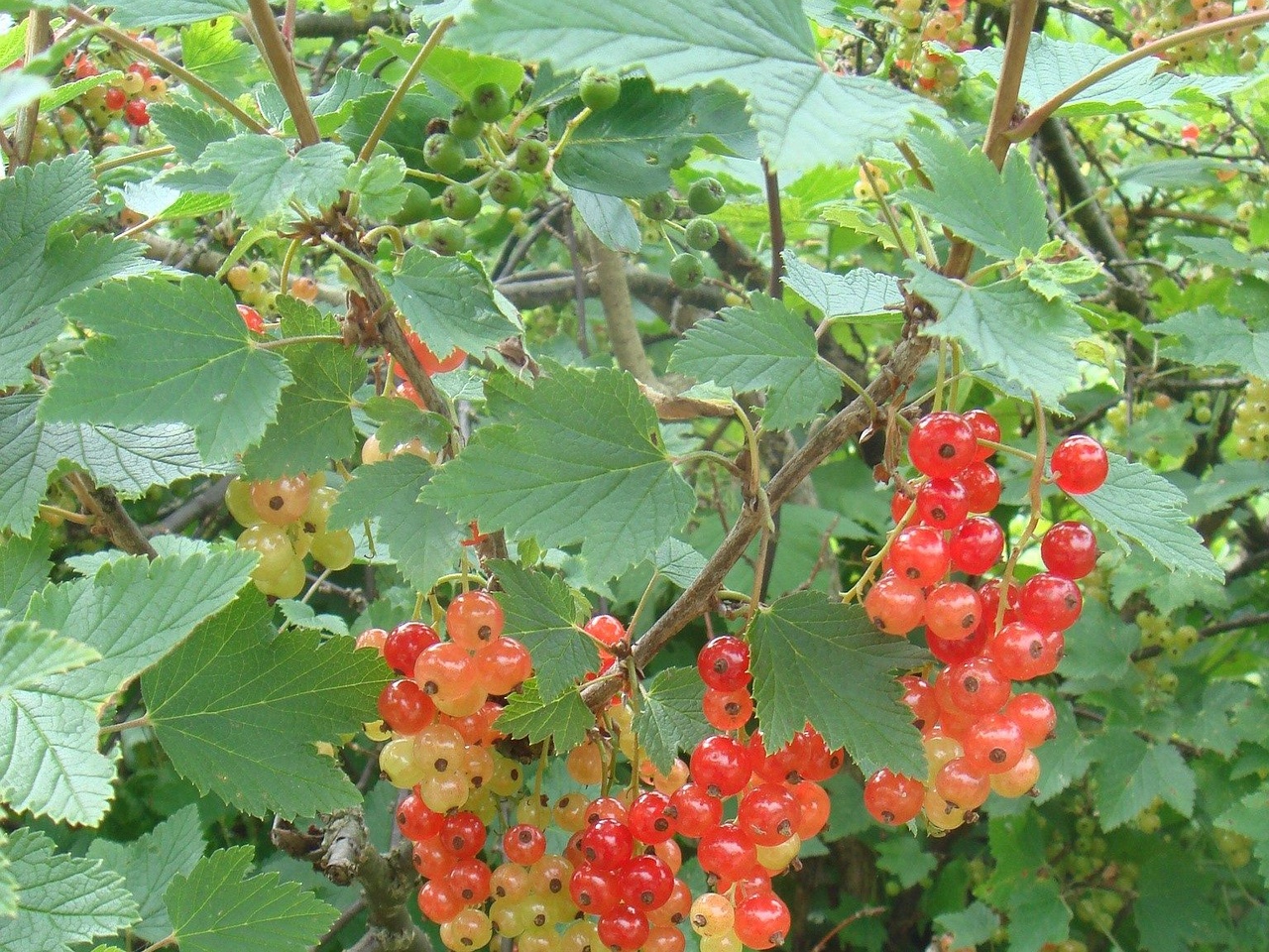 DSC01826
