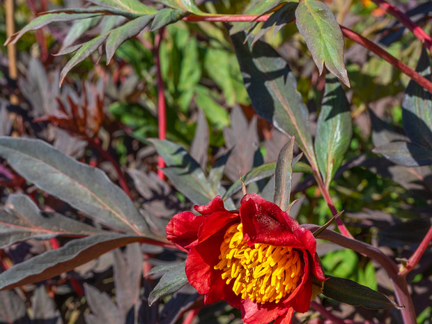 Пион Делавея - Paeonia delavayi