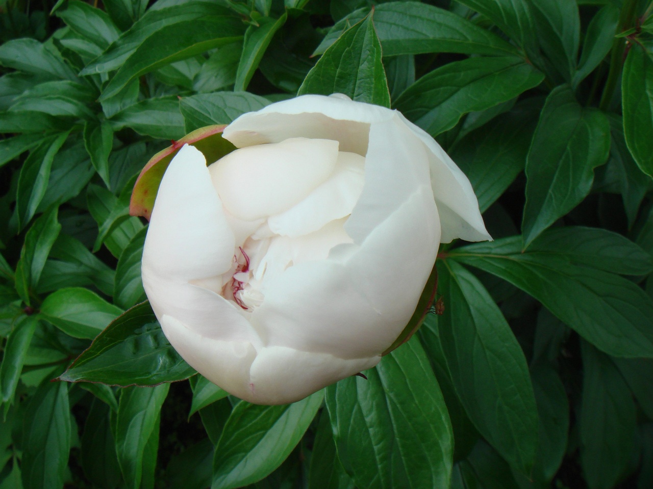 DSC00390