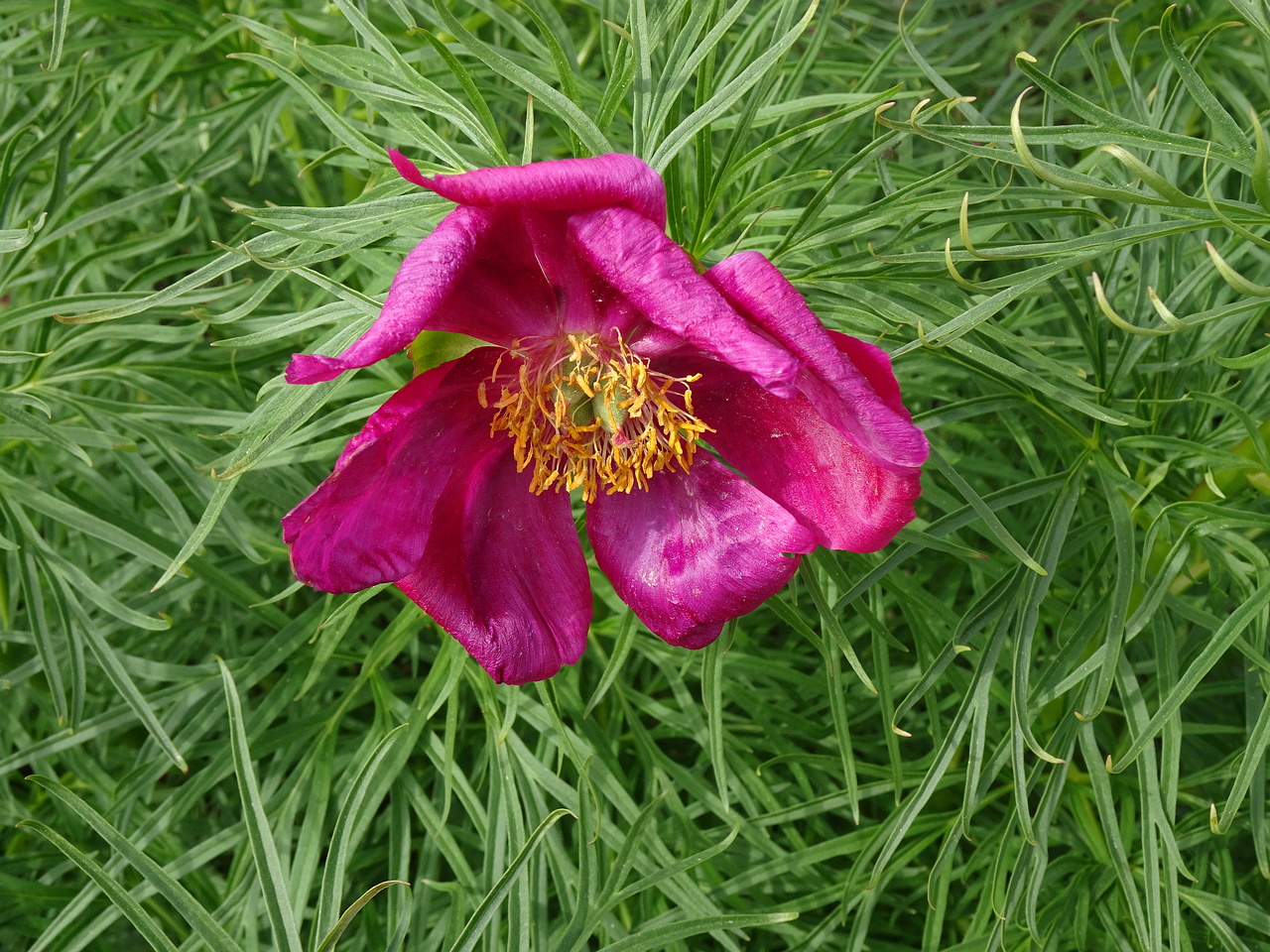 DSC06665