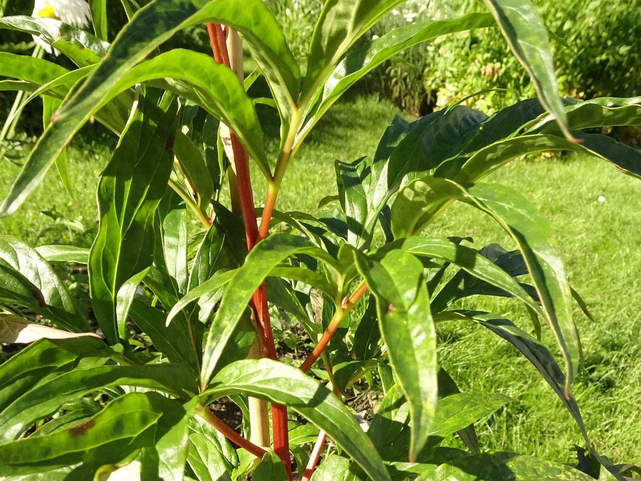 DSC09750