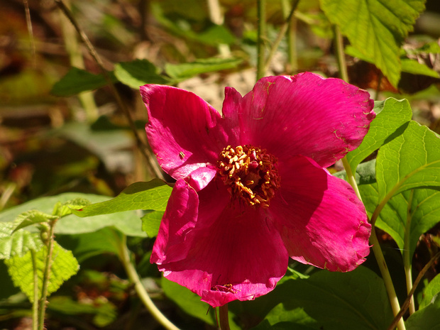 Пион кавказский - Paeonia caucasica