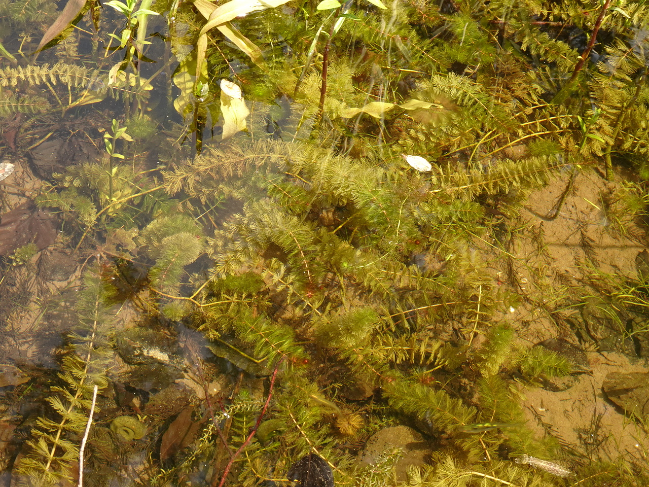 DSC02271