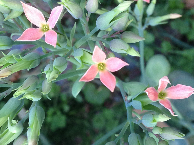 Каланхое ньиканское - Kalanchoe nyikae