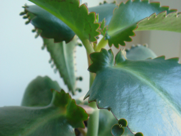 Каланхоэ Дегремона - Kalanchoe daigremontiana