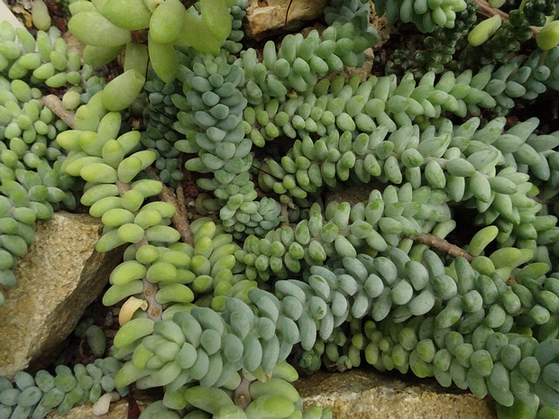 Очиток Моргана 'Буррито' - Sedum morganianum 'Burrito'