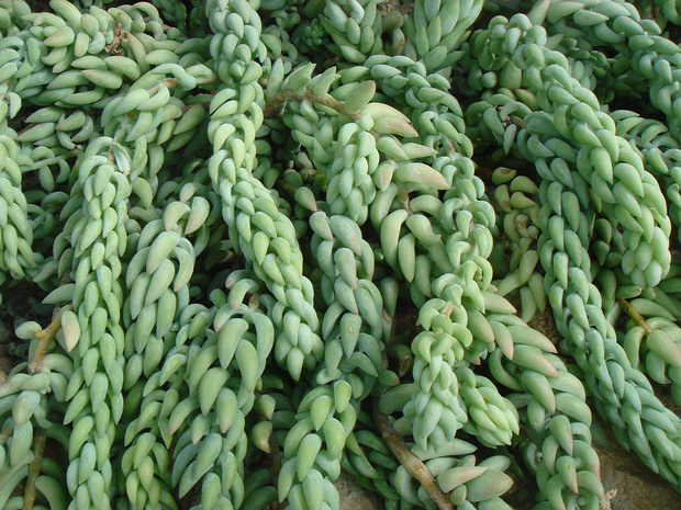 Очиток Моргана - Sedum morganianum