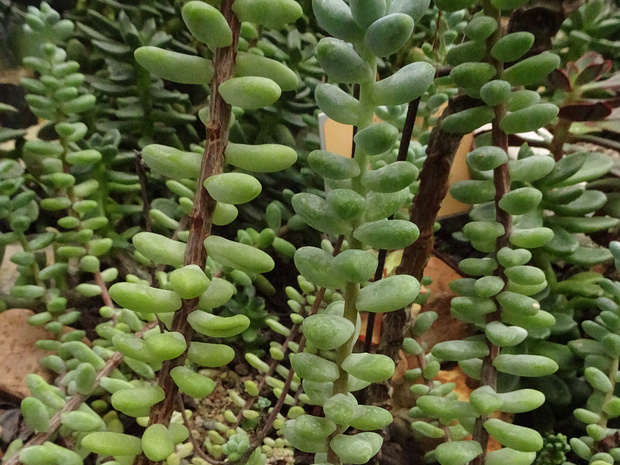 Очиток Трелиза - Sedum treleasei