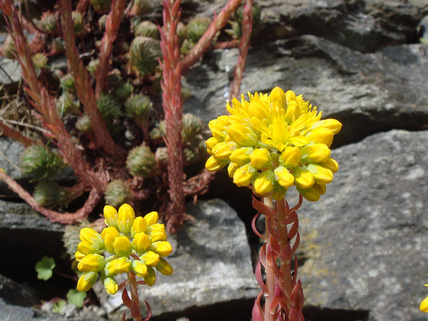 Очиток Форстера - Sedum forsterianum