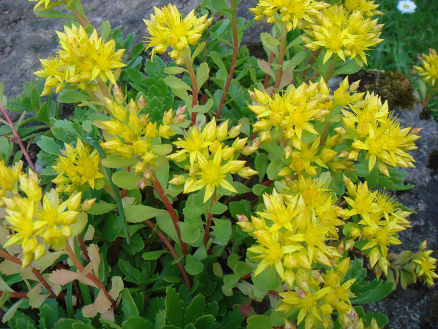 Очиток камчатский - Sedum kamtschaticum
