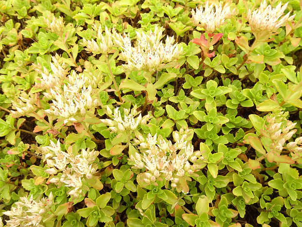 Очиток ложный - Sedum spurium