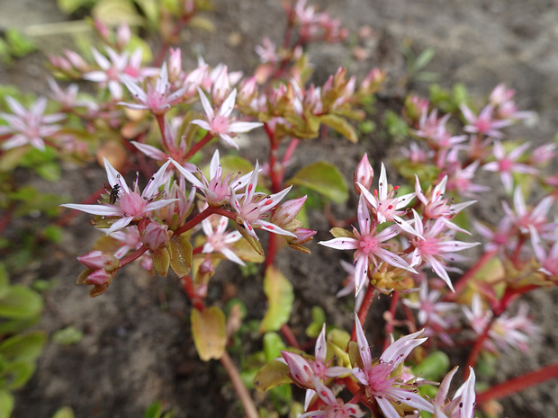 Очиток побегоносный - Sedum stoloniferum