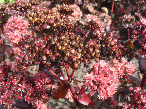 Очиток пурпурный 'Багровый император' - Sedum telephium 'Purple emperror'