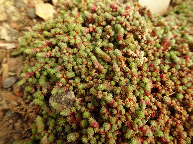 Очиток стелющийся - Sedum humifusum