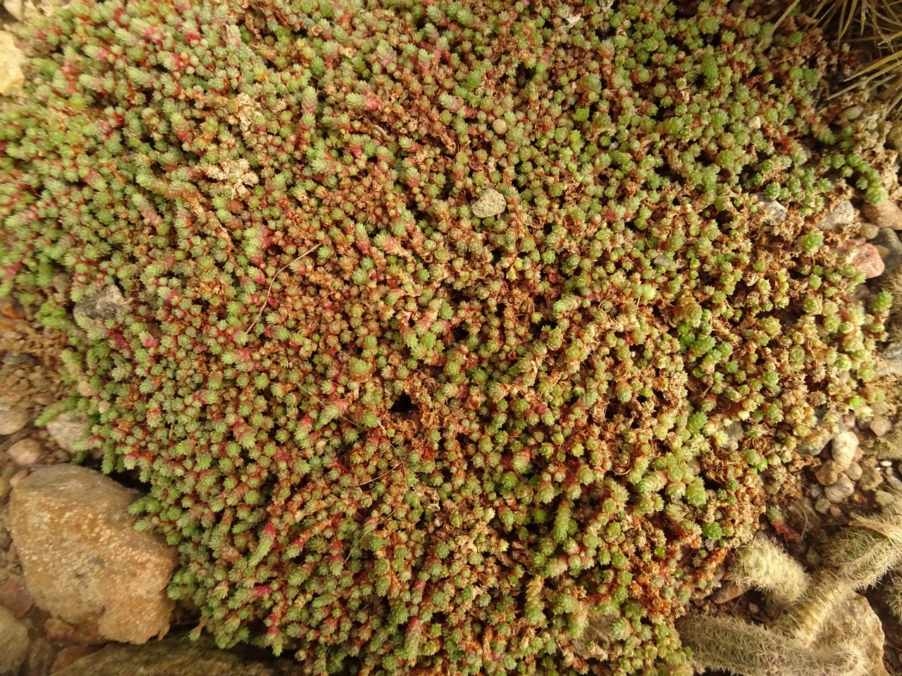 DSC00707