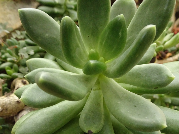 Пахифитум Фиткау - Pachyphytum fittkaui