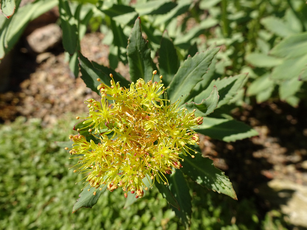 Родиола розовая - Rhodiola rosea