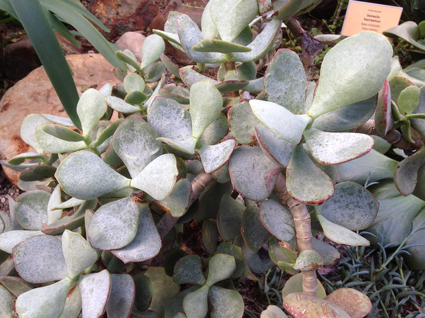 Толстянка древовидная - Crassula arborescens