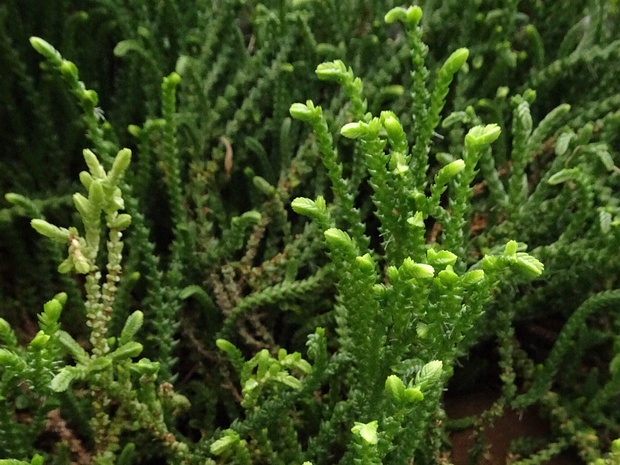Толстянка ложноплауновидная - Crassula pseudolycopodioides