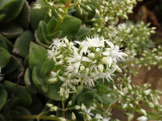 Толстянка многожилковая - Crassula multicava