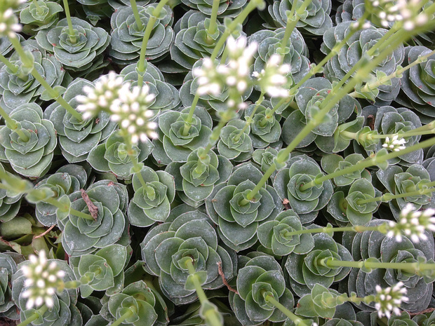 Толстянка промежуточная - Crassula intermedia