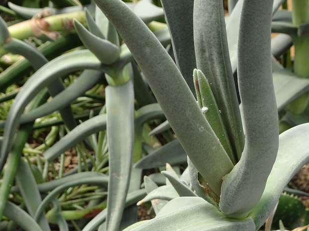 Толстянка пронзённолистная - Crassula perfoliata