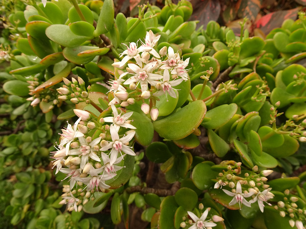 Толстянка яйцевидная - Crassula ovata
