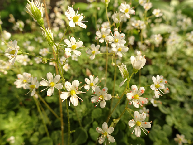 Камнеломковые - Saxifragaceae Saxifragaceae is a plant family with about 640 known species in 33 accepted genera. The flowers are hermaphroditic and...