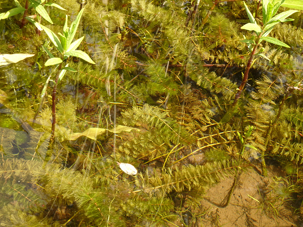 Сланоягодниковые - Haloragaceae Haloragaceae (the watermilfoil family) is a eudicot flowering plant family in the order Saxifragales, based on the...