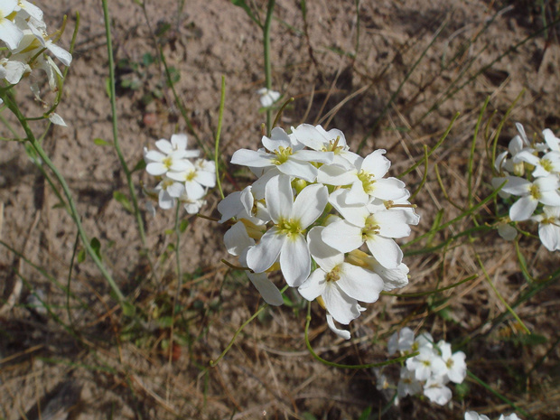 Сердечниковидник песчаный - Cardaminopsis arenosa