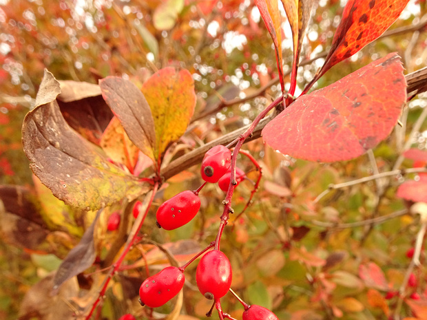Барбарис Зибольда - Berberis sieboldii