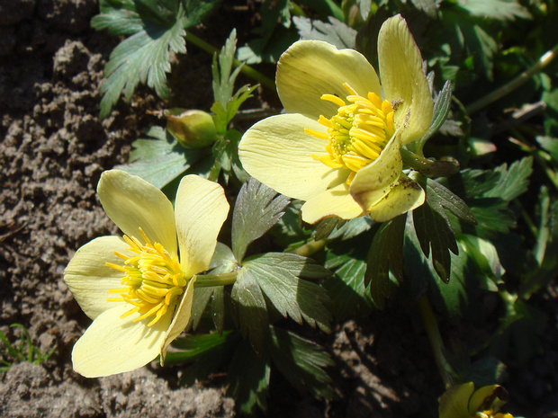 Купальница рыхлая - Trollius laxus
