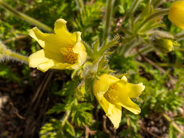 Прострел албанский - Pulsatilla albana