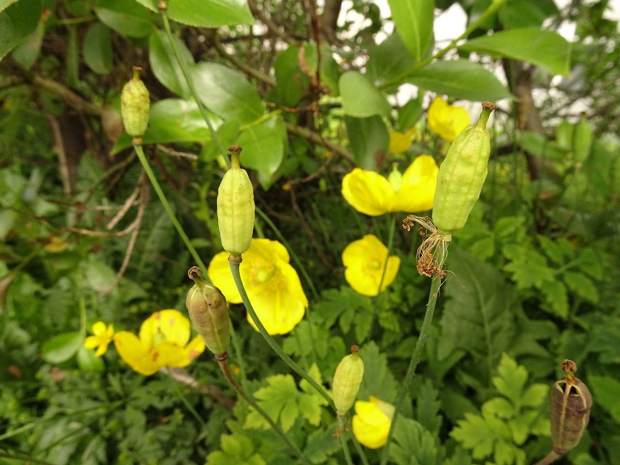 Papaver croceum 22-Jul-19 _ 12_07_58
