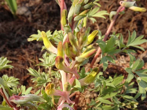Хохлатка Шангина подвид Айны - Corydalis schanginii ssp. ainae