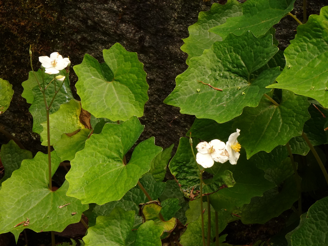 0DSC02462