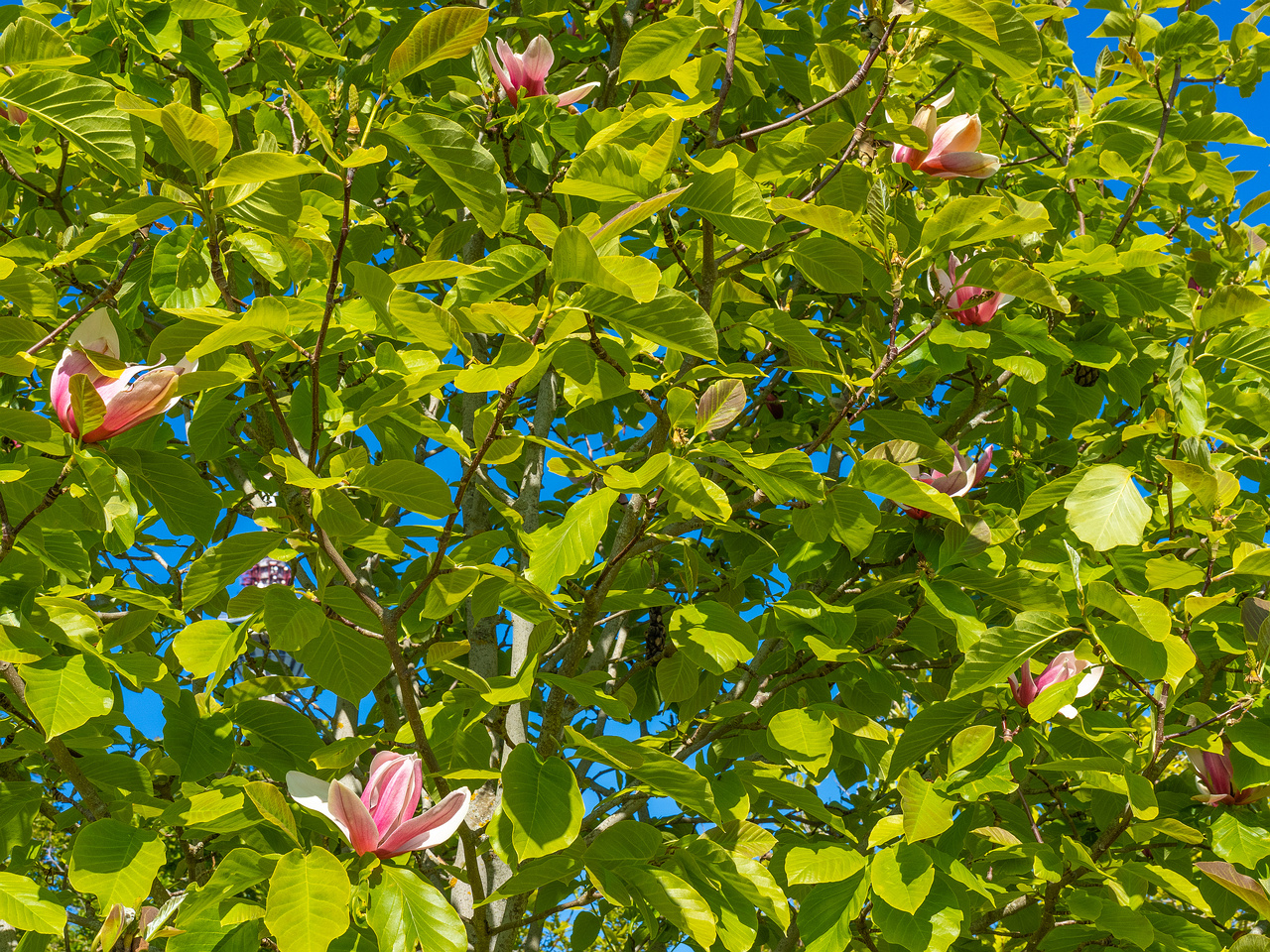 tallinna_botaanikaaed_june-303776